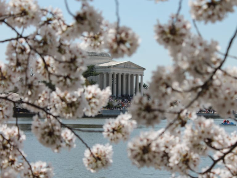 Washington becomes Bloom City with Wizards and Nationals blossom