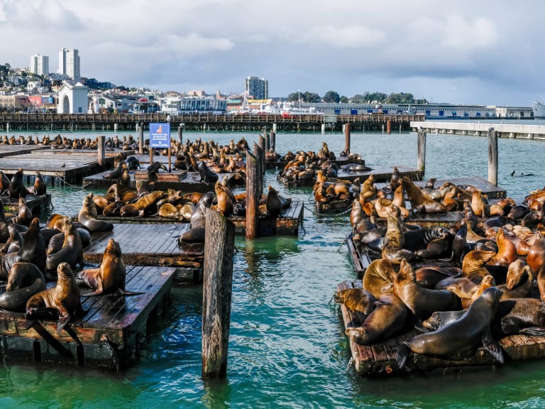 PIER 39 and Sea Lions  San Francisco Electric Tour Company