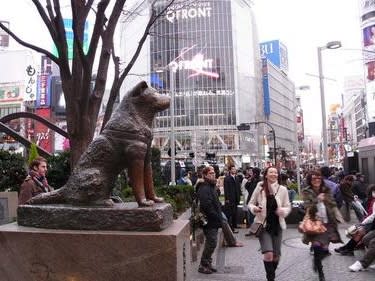 Hachikō statue| ©Jeff Amador