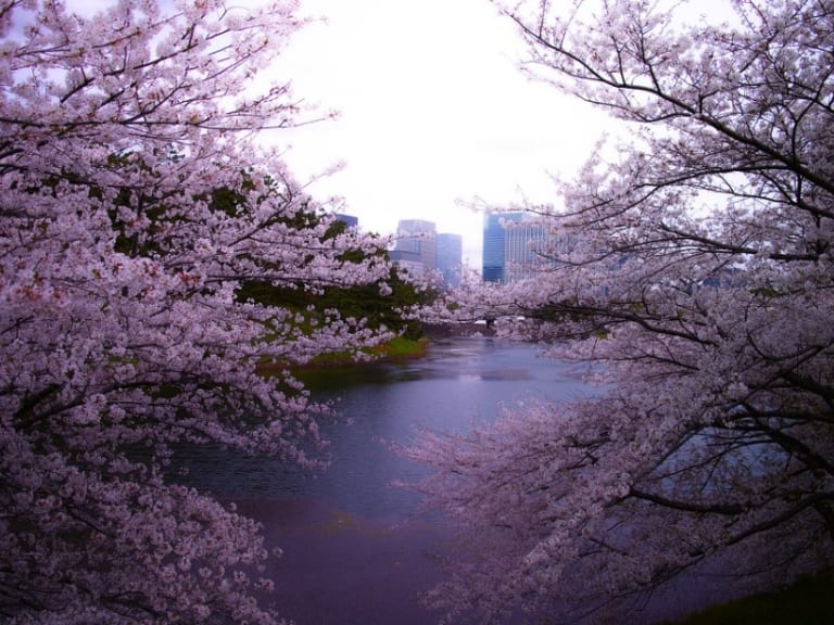 東京の春| ©Sorato77
