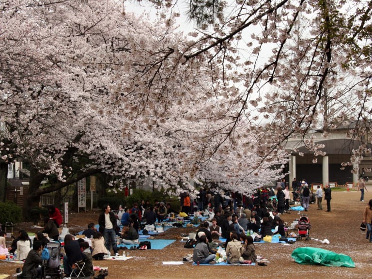 桜の木| ©OiMax