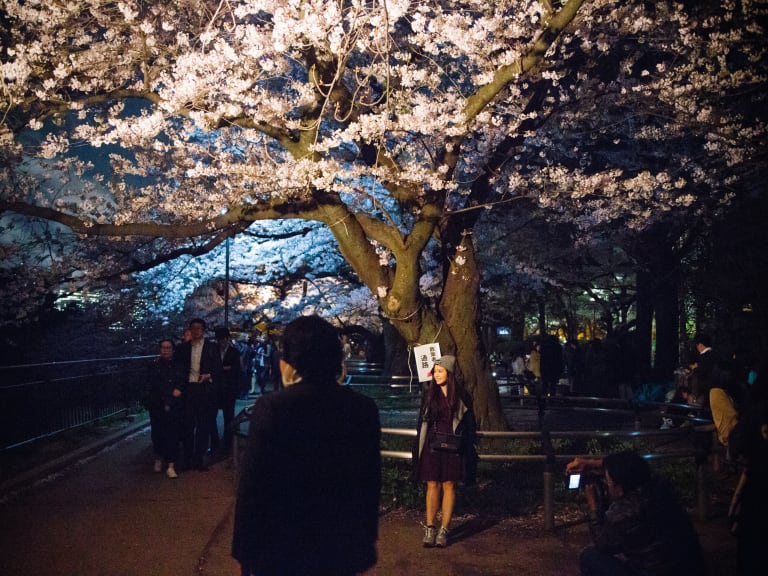 千鳥ヶ淵公園| ©Dick Thomas Johnson