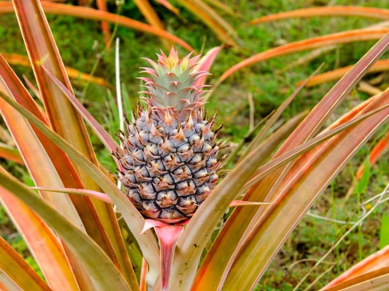 L'ananas : tout savoir sur ce fruit exotique si populaire