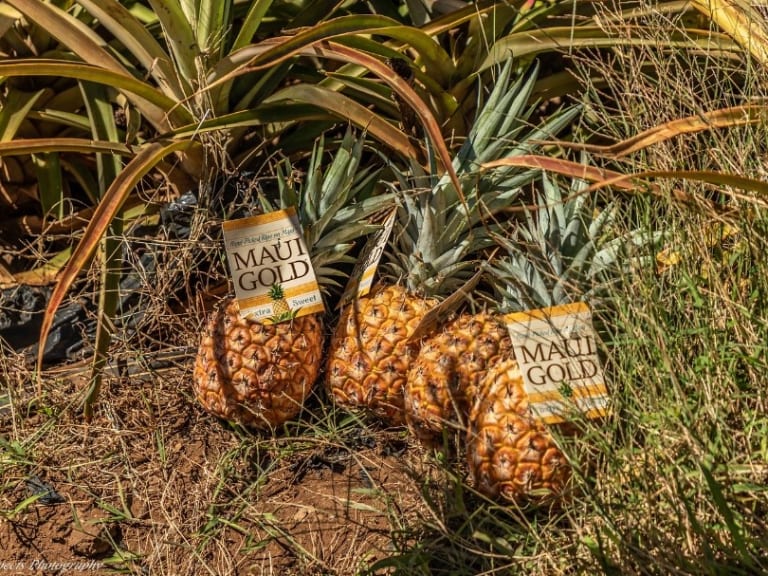 Visit a Pineapple Farm in Maui Hello Tickets