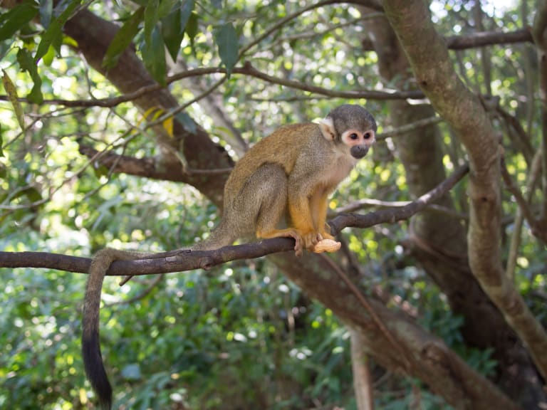 Monkey Jungle Monkey| ©Bjorn Watland