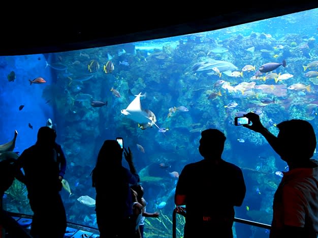 Getting to know the aquarium| ©Karen