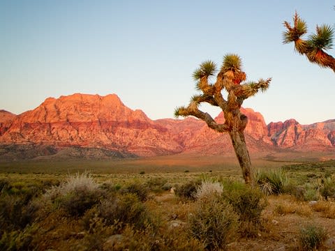 Mojave Desert| ©N i c o l a