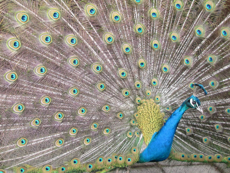 Krakow Zoo|©ragnebl