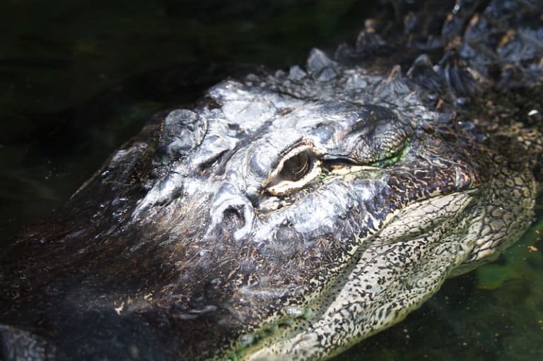 Krokodil| © Marino Carlos
