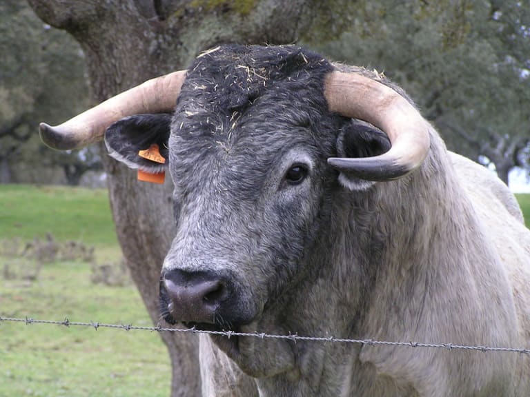 Toro libre| © Manuel J. Prieto