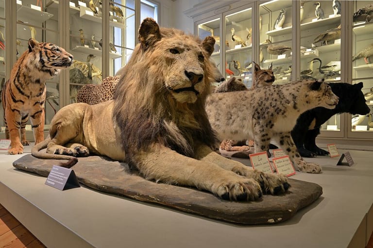 Ausstellungslöwe im Museum| ©Selbymay