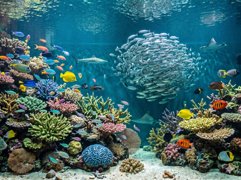 熱帶水族館| ©Hellotickets.