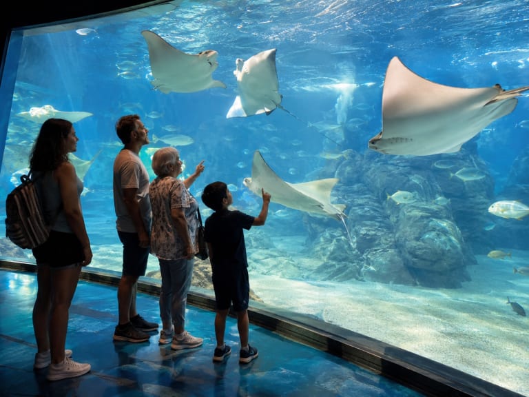 魟魚水族館| ©Hellotickets.