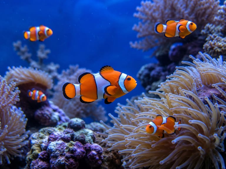 小丑魚| ©Hellotickets.