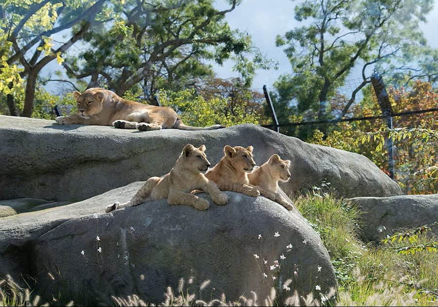 Paris Parc Zoologique Tickets