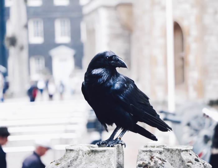 Los clásicos cuervos alrededor de la Torre de Londres