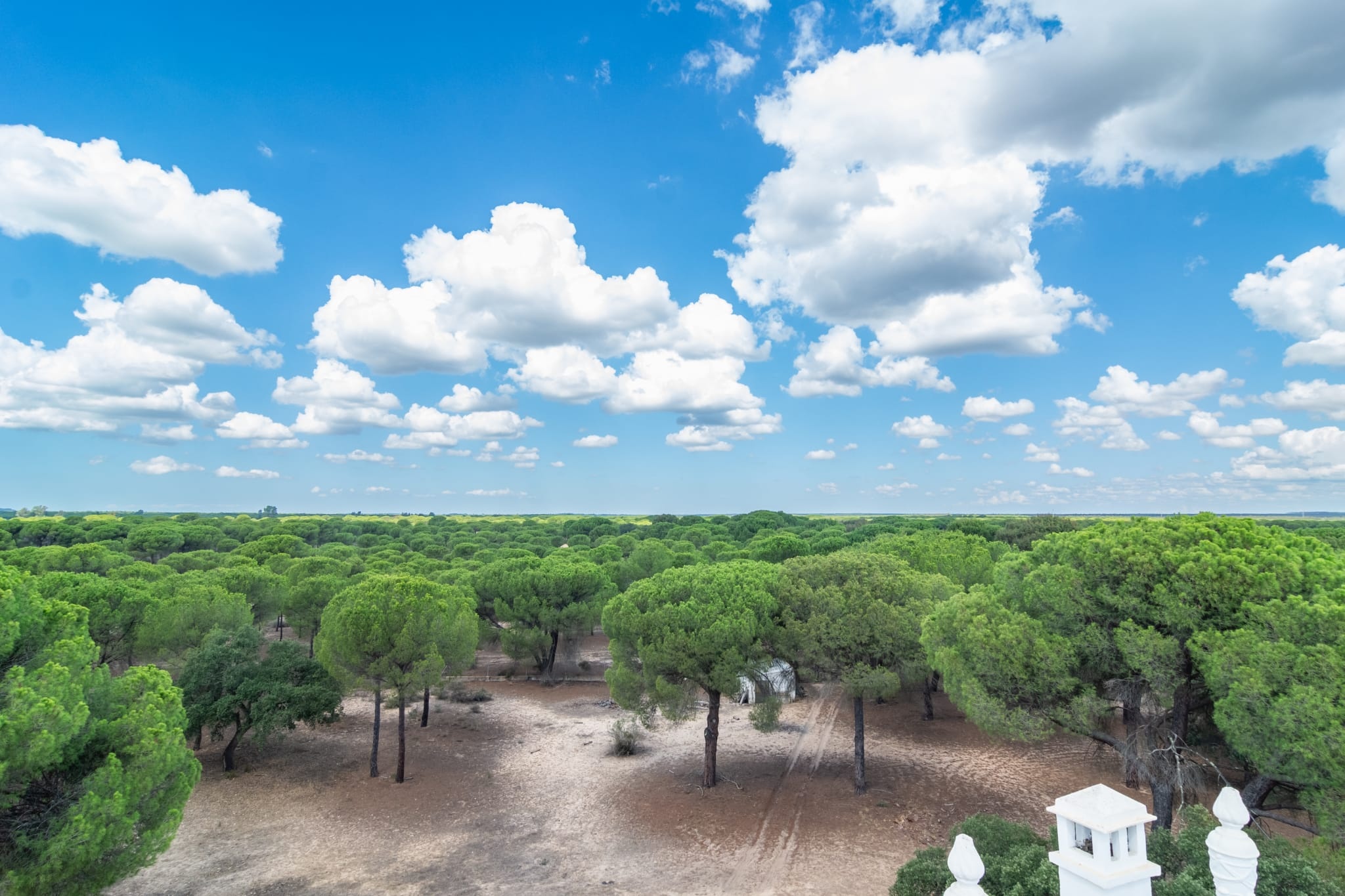 Doñana National Park Day Trip from Seville