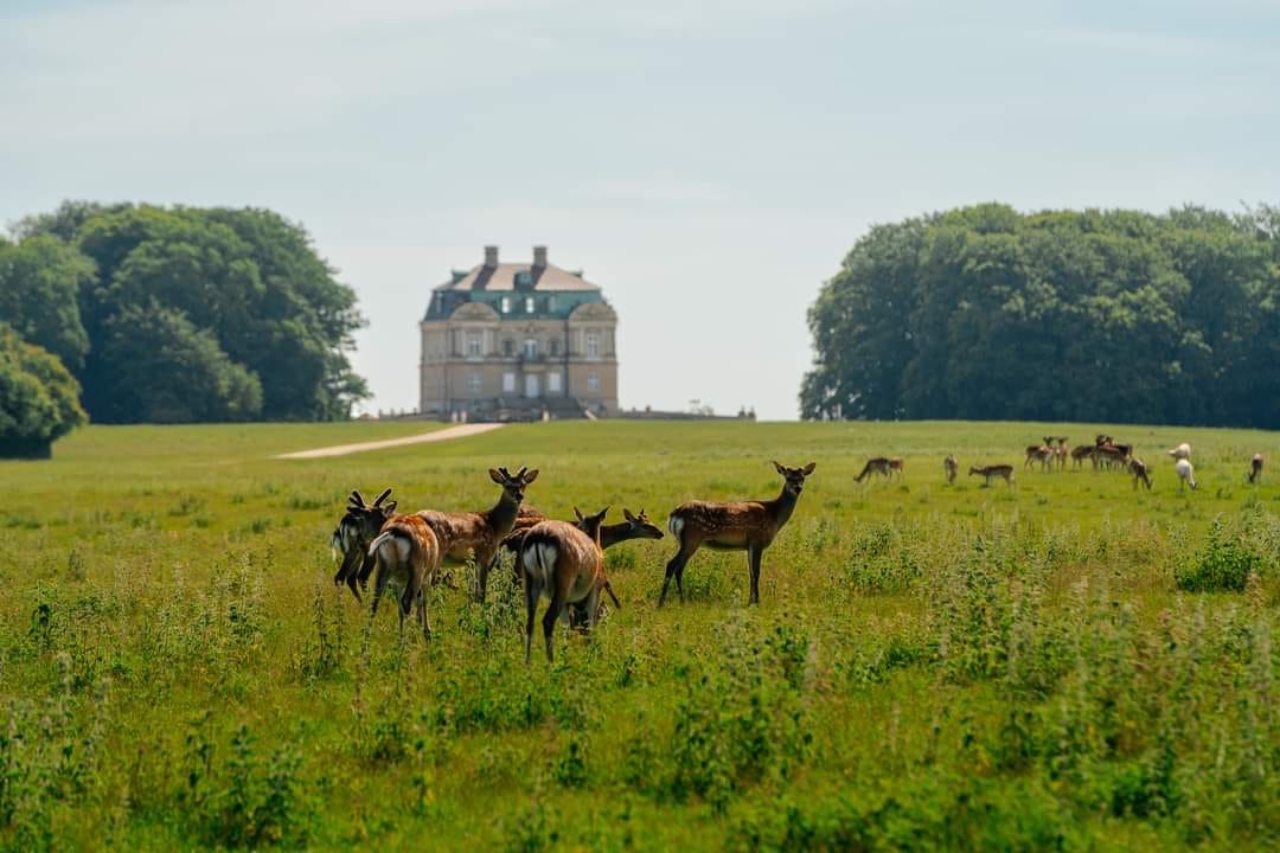 Dyrehaven Deer Park With Train Transfer From