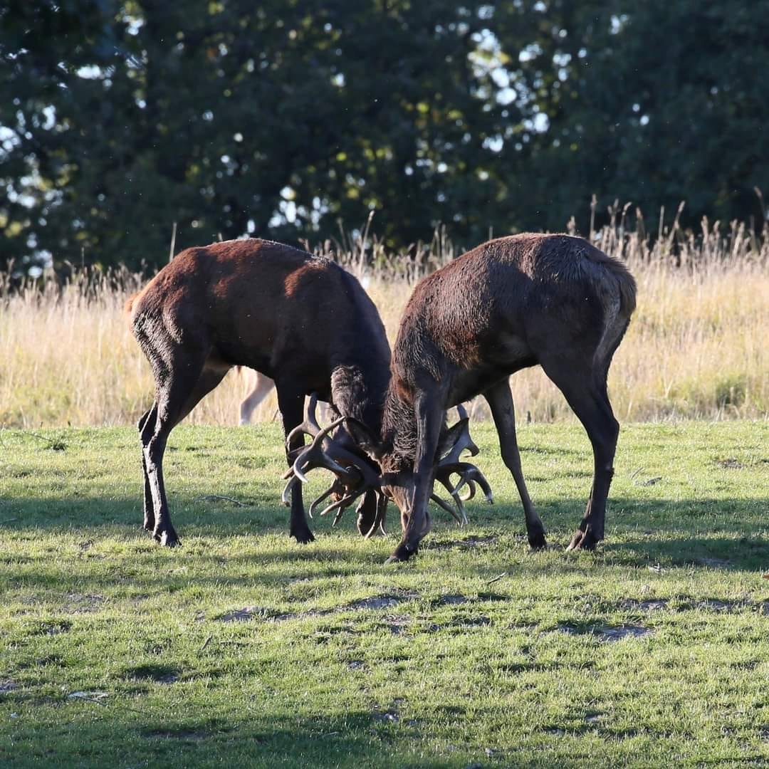 Dyrehaven Deer Park With Train Transfer From 2