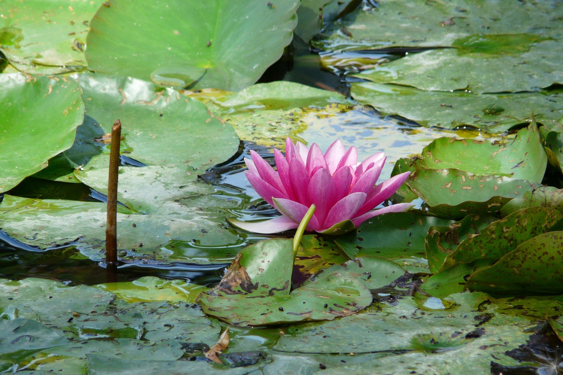 Giverny and Monet's House 4