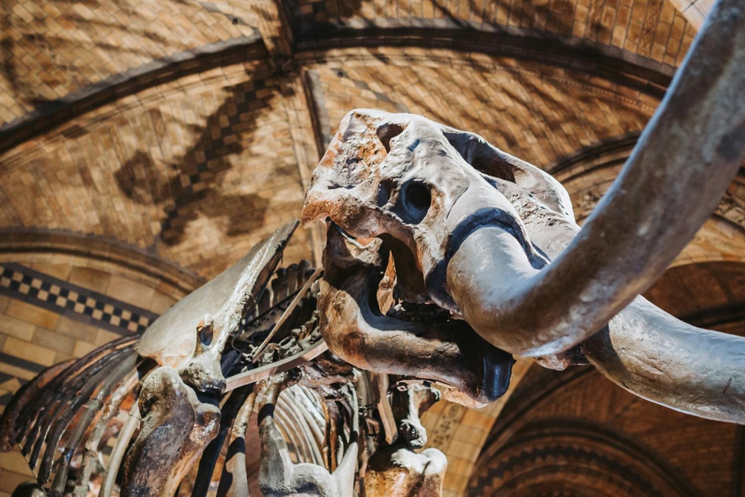 Natural History Museum 4