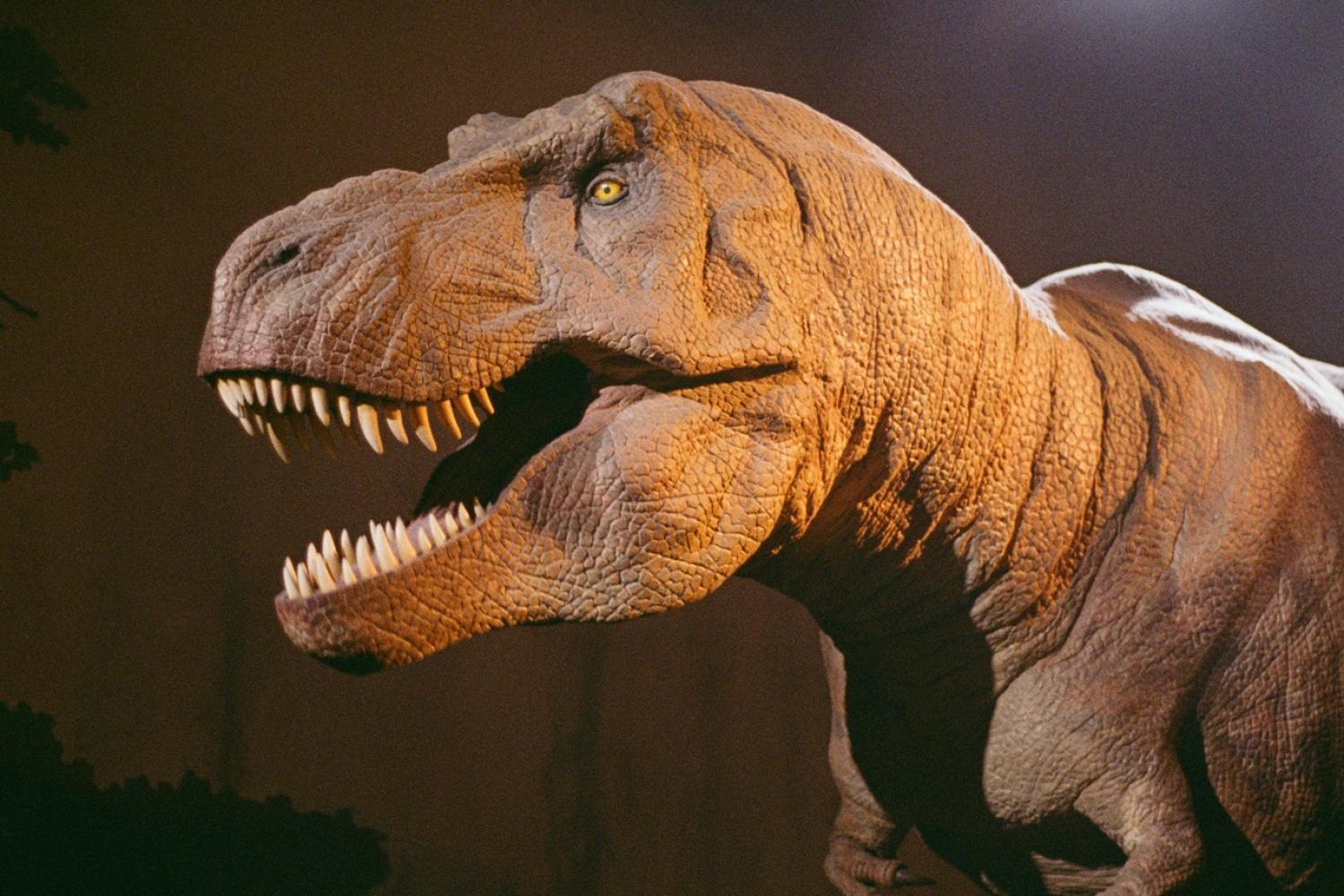 Natural History Museum 5