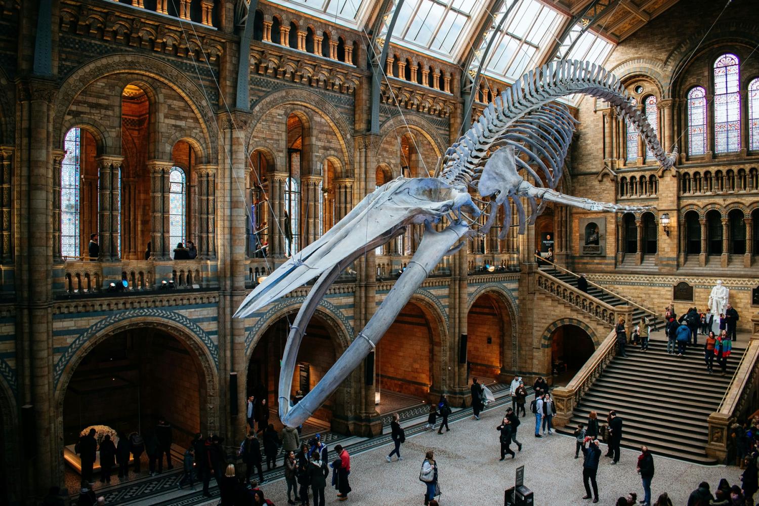 Natural History Museum 3