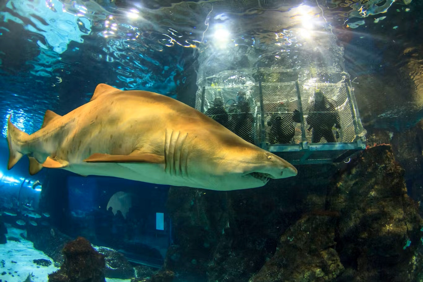 Barcelona Aquarium Tickets