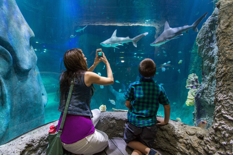 Essentials Pass Choose 3 Top Attractions 3