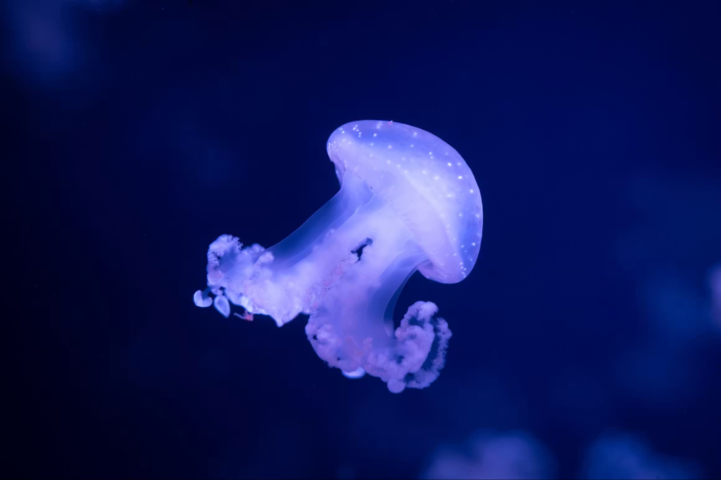 Aquarium 5