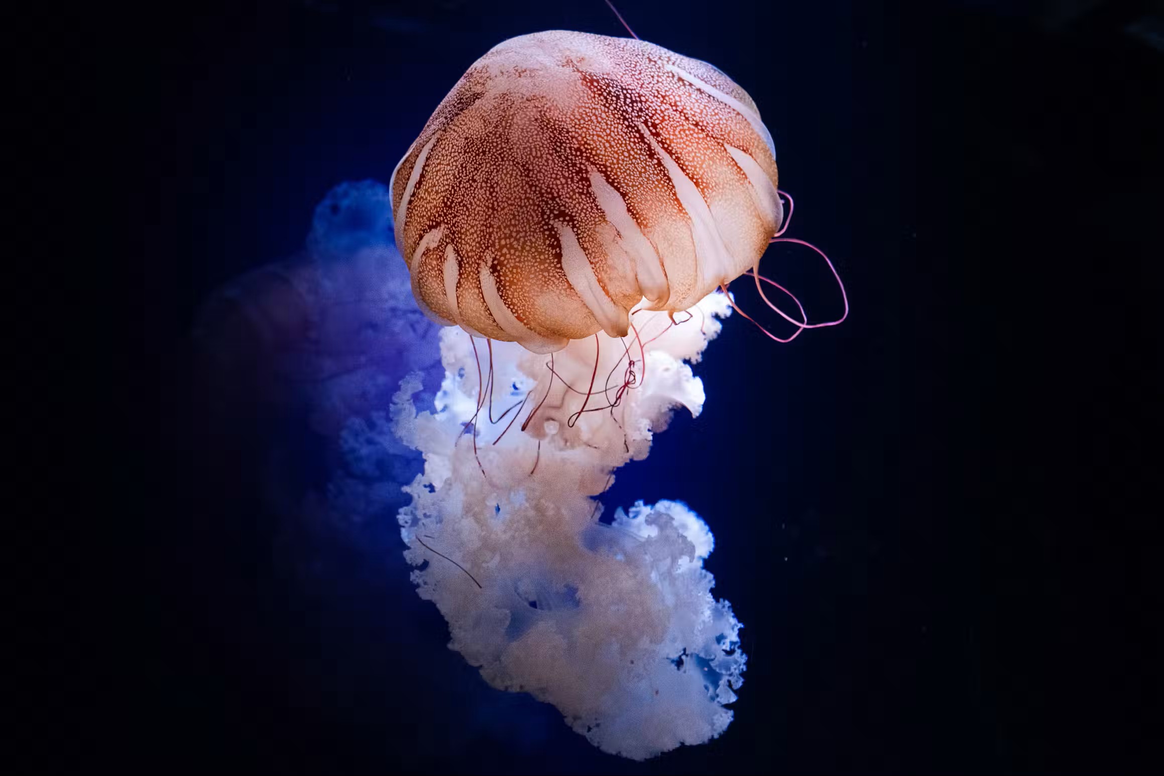 Aquarium 3
