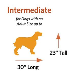 Intermediate Dog Measurement Picture