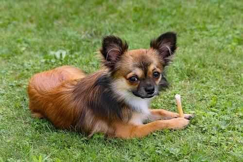 what is the best fela and tick collar for dogs what is the best fela and tick collar for dogs