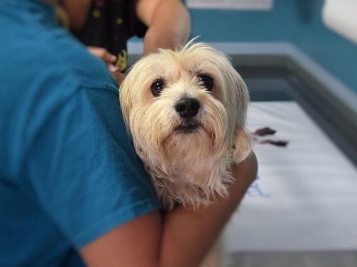 best fela tick treatment for dogs best fela tick treatment for dogs