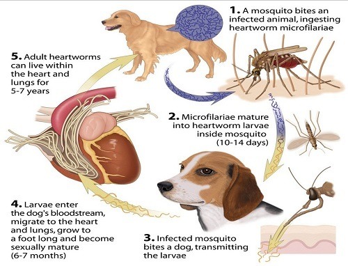 Dog Heartworm Life Cycle Dog Heartworm Life Cycle