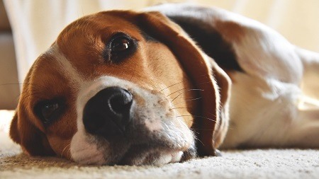dog heartworm symptoms dog heartworm symptoms