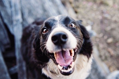 Dogs Acting Scared and Losing Their Mind| Hellow dog