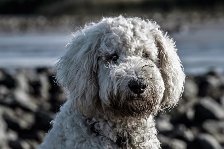 Standard Poodle Standard Poodle