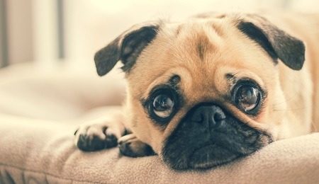 Pug Pug