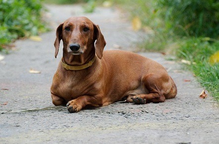 Thе Dасhѕhund Thе Dасhѕhund