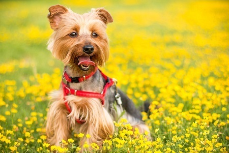Yоrkѕhіrе Terrier Yоrkѕhіrе Terrier