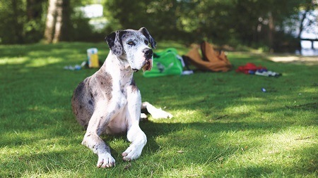 Grеаt Dane Grеаt Dane