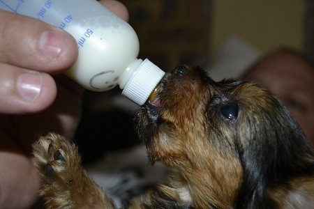 Taking Care of the Puppies after Pregnancy Signs Taking Care of the Puppies after Pregnancy Signs
