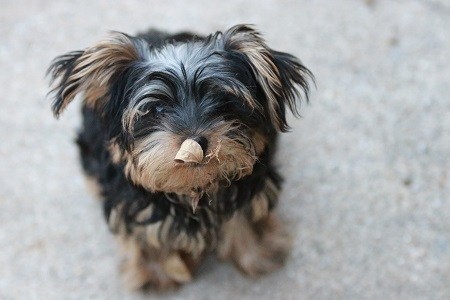 yorkie poo breeders