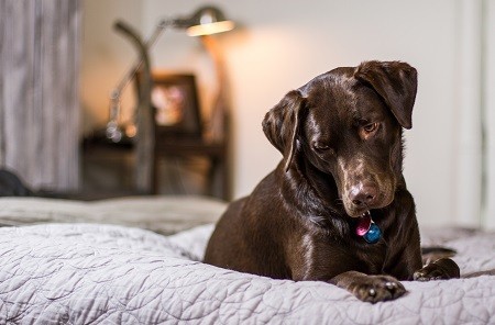 dog heart attack symptoms dog heart attack symptoms