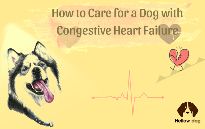 How to Care for a Dog with Congestive Heart Failure| Hellow dog