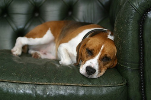 paralyzed dog paralyzed dog