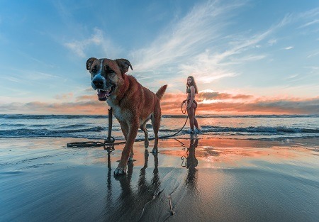 Dog playing in beach