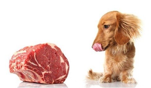 raw dog food pros and cons