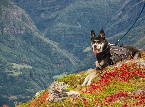 dog hiking gear list dog hiking gear list